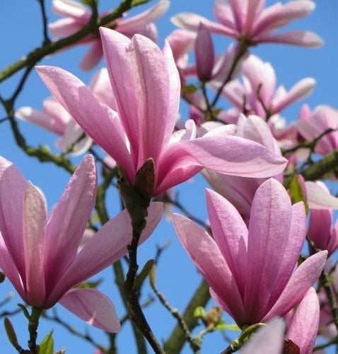 Magnolia Purpurowa Spectrum w Doniczce 3L do Ogrodu na Arena.pl