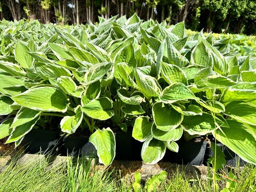 Funkia Hosta 'Francee' W DONICZCE, BIAŁO ZIELONE LIŚCIE Dekoracyjna na Arena.pl