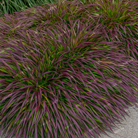 Hakonechloa smukła 'Beni Kaze' (Hakonechloa macra) Kazi Doniczka 1.0L