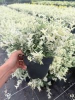 Trzmielina Fortune'a Emerald Gaiety | Zimozielona | Biało-Zielone Liście