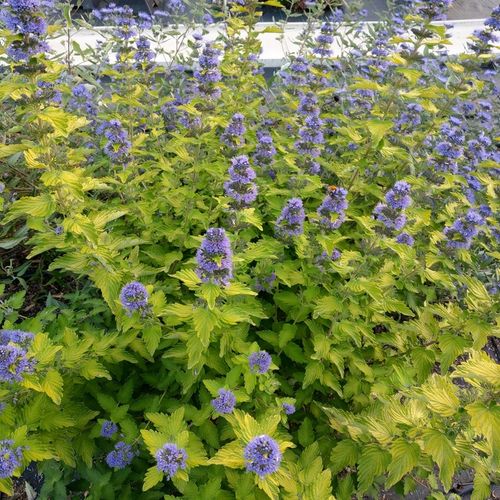 Barbula klandońska HINT OF GOLD Żółta Miododajna Wabi motyle Sadzonki C2 na Arena.pl