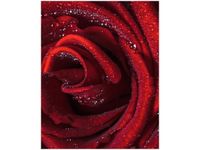40X50CM BORDOWA RÓŻA OBRAZ