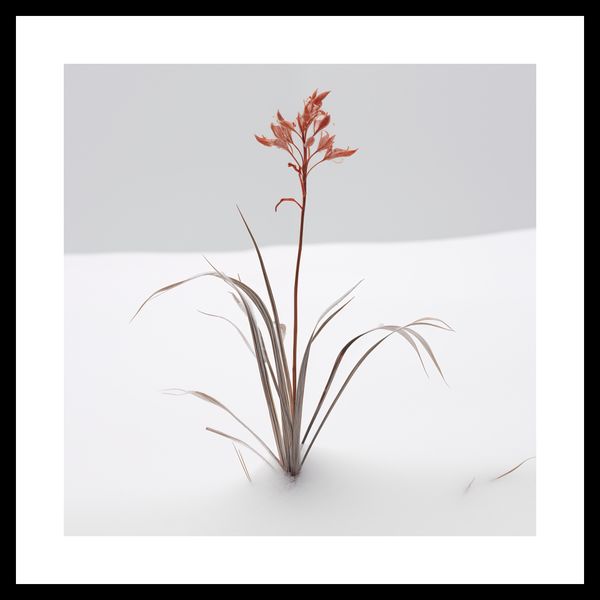 Plakat 30x30cm Subtelność Natury zdjęcie 3