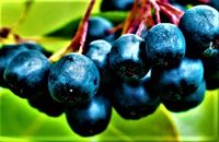 ARONIA na pniu czarna odporna na mróz - sadzonki 100 / 120 cm