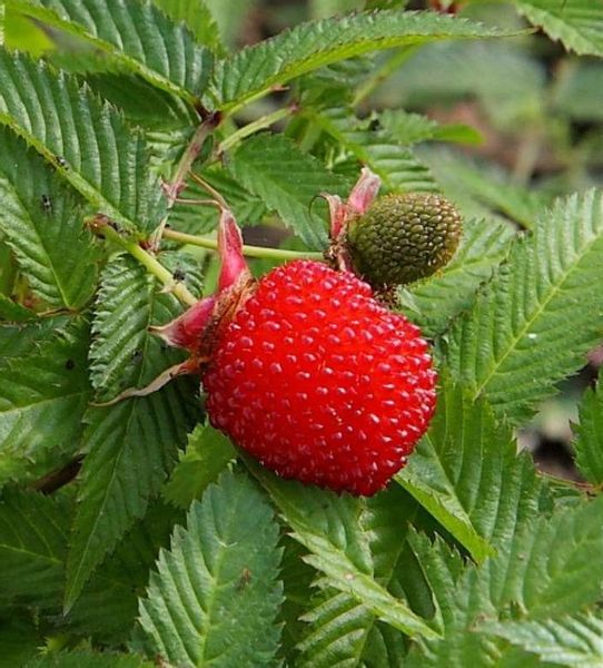 MALINOTRUSKAWKA - sadzonki w doniczkach zdjęcie 1