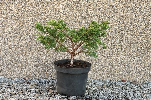 Jałowiec chiński Shimpaku - Juniperus chinensis 0056 na Arena.pl