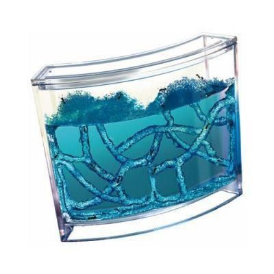 Akwarium na mrówki na Arena.pl