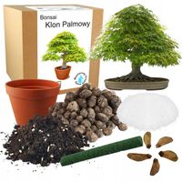 ZESTAW DO UPRAWY DRZEWKO BONSAI KLON PALMOWY LIŚĆ DO SADZENIA NASIONA 5 SZT