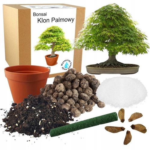 Kup ZESTAW DO UPRAWY DRZEWKO BONSAI KLON PALMOWY LI DO SADZENIA NASIONA 5  SZT na arena.pl i ciesz si nisk cen