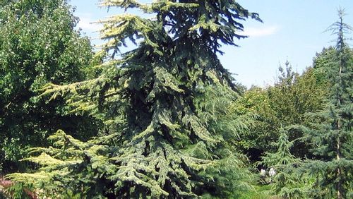Cedr libański Atlantica Aurea 90-110cm C4 na Arena.pl