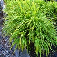 Hakonechloa smukła 'Albostriata' Zółta Zielona Pstra (Hakonechloa macra)