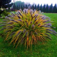 Rozplenica japońska trawa MOUDRY okazały kwiatostan