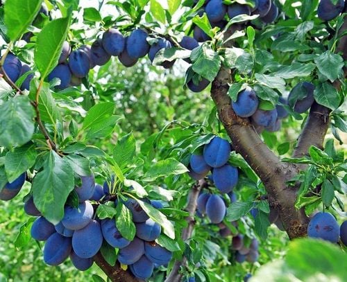 Śliwa WĘGIERKA ZWYKŁA pyszna MAGIA SMAKU na Arena.pl