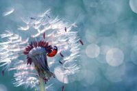 fototapety FOTOTAPETA na wymiar KWIAT dmuchawce