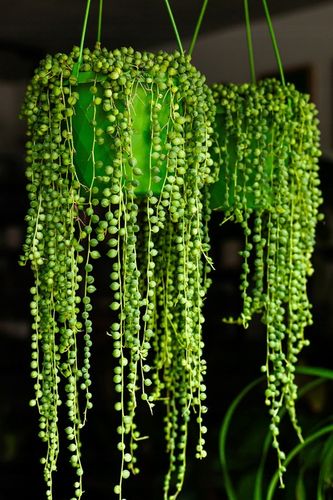 SENECIO rowleyanus STARZEC ROWLEYA D6cm ZIMOWE ZABEZPIECZENIE na Arena.pl