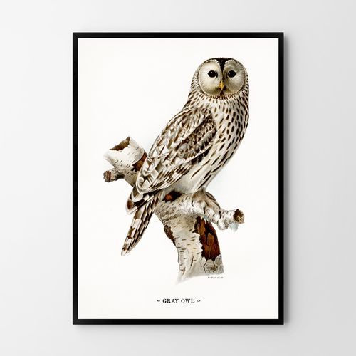 Plakat sowa vintage 30x40 cm na Arena.pl