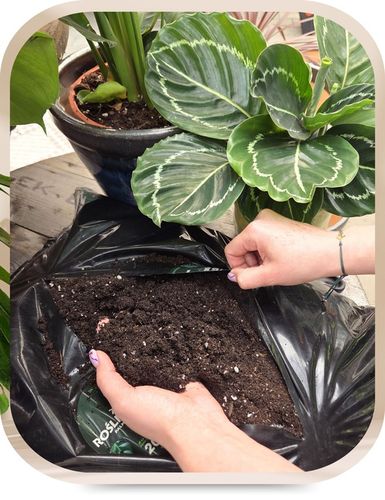 Podłoże Rośliny Zielone do Palm Juk Dracen Monstery Zamiokulkasa na Arena.pl