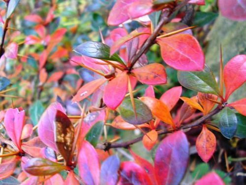 P9 BERBERYS PARKJUWEEL zdjęcie 1