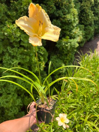 Liliowiec 'Arctic Snow' (Hemerocallis) P13 na Arena.pl