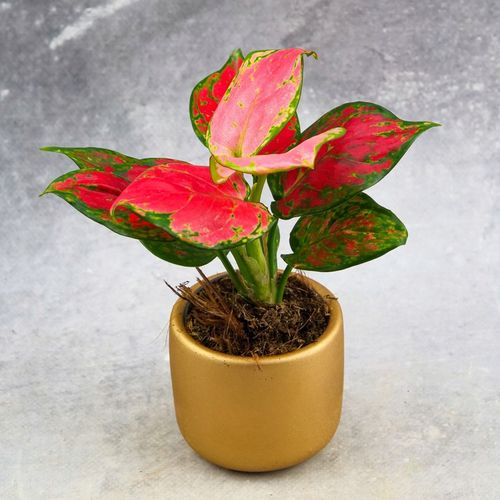 AGLAONEMA Pinky Promise DØ6cm Łatwa w uprawie. Idealna na prezent na Arena.pl