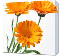 Obraz 50x50cm Słoneczne Kalendule