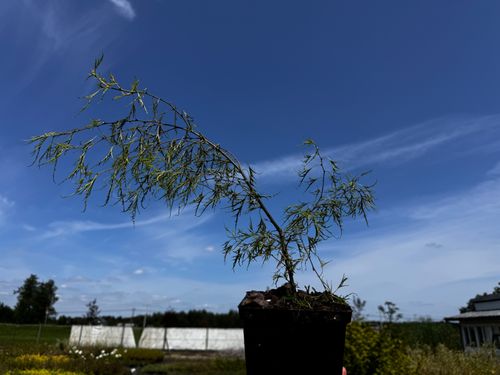 Brzoza brodawkowata 'Karaca' Karłowata Miniaturowa (Betula pendula) 2.0L na Arena.pl