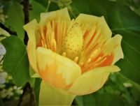 product-compare-61065589