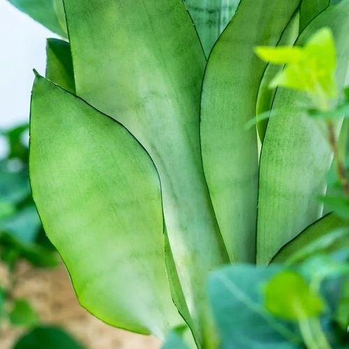 Sansevieria'Moonshine' KSIĘŻYCOWA PIĘKNOŚĆ Sansewieria Wytrzymały na Arena.pl