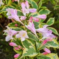 Krzewuszka KOSTERIANA VARIEGATA Żółto-zielona Różowe kwiaty Duże sadzonki