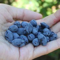 Jagoda kamczacka JUGANA Plenna Słodka Zapylacz odmiany Vostorg Sadzonki