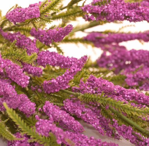 Wrzos bukiet różfiolet na Arena.pl