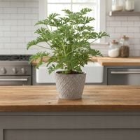 Geranium anginka Pelargonium graveolens roślina lecznicza sadzonka