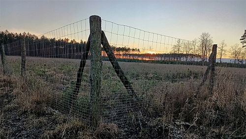 SIATKA LEŚNA ogrodzeniowa 100cm 8/15 L - ROLKA 50m - GRUBY DRUT OCYNKOWANA na Arena.pl
