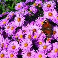 Aster krzaczasty STARLIGHT Kwiaty lia-róż Marcinek Sadzonki w doniczkach P9