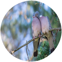 Opłatek na tort Gołębie