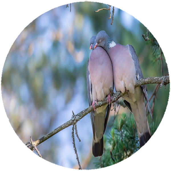 Opłatek na tort Gołębie zdjęcie 1