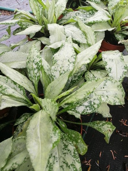 Miodunka Silver Bouquet miododajna zdjęcie 5