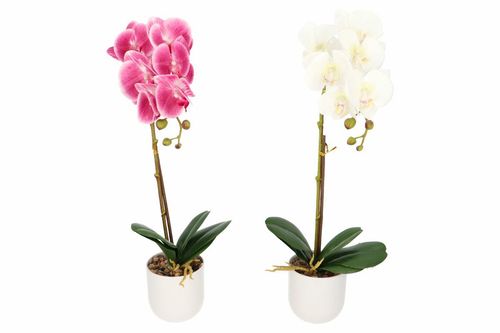 kwiat storczyk w doniczce 50cm na Arena.pl