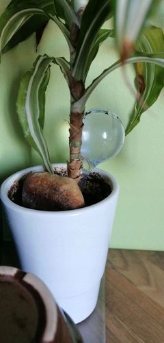 10x KULE NAWADNIAJĄCE DO KWIATÓW ROŚLIN DOZOWNIK WODY DO PODLEWANIA DOMOWY na Arena.pl