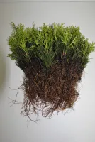 Tuja Szmaragd Thuja Smaragd sdzonki komplet 100szt 1zł/szt - Żywotnik