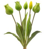 TULIPAN sztuczny TULIPANY SILIKONOWE BUKIET 5 sztuk ZIELONE