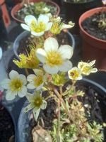 Skalnica sadzonka na skalniak