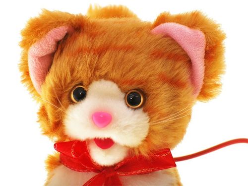 INTERAKTYWNY KOTEK na Arena.pl