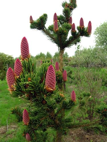 Świerk Lucky Strike P9 na Arena.pl