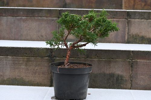 Jałowiec chiński Shimpaku - Juniperus chinensis 0054 na Arena.pl