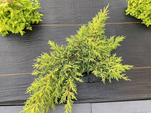 AGROTKANINA 90g 1,6x50m CZARNA AGROWŁÓKNINA UV 3% ANTYCHWASTOWA + na Arena.pl