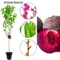 Brzoskwinia Indian Blood czerwony miąższ 100-150 cm