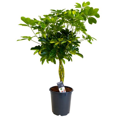 SZEFLERA GOLD CAPELLA 75 cm na Arena.pl