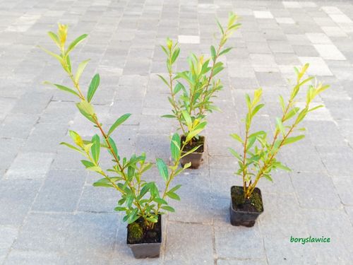 Wierzba smukłoszyjkowa 'Mt Aso' (Salix) w doniczkach P11, wysokość 40-60 cm na Arena.pl