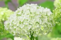 HORTENSJA krzewiasta Annabelle - sadzonki 10 / 15 cm